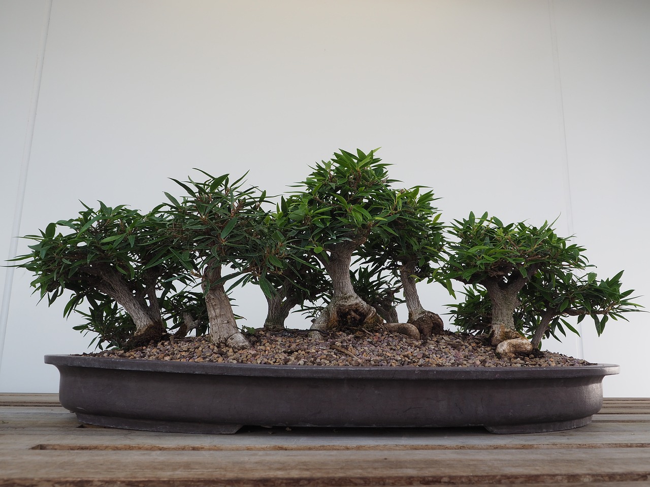 淮樹引領(lǐng)綠色生態(tài)發(fā)展，共創(chuàng)美好未來新篇章
