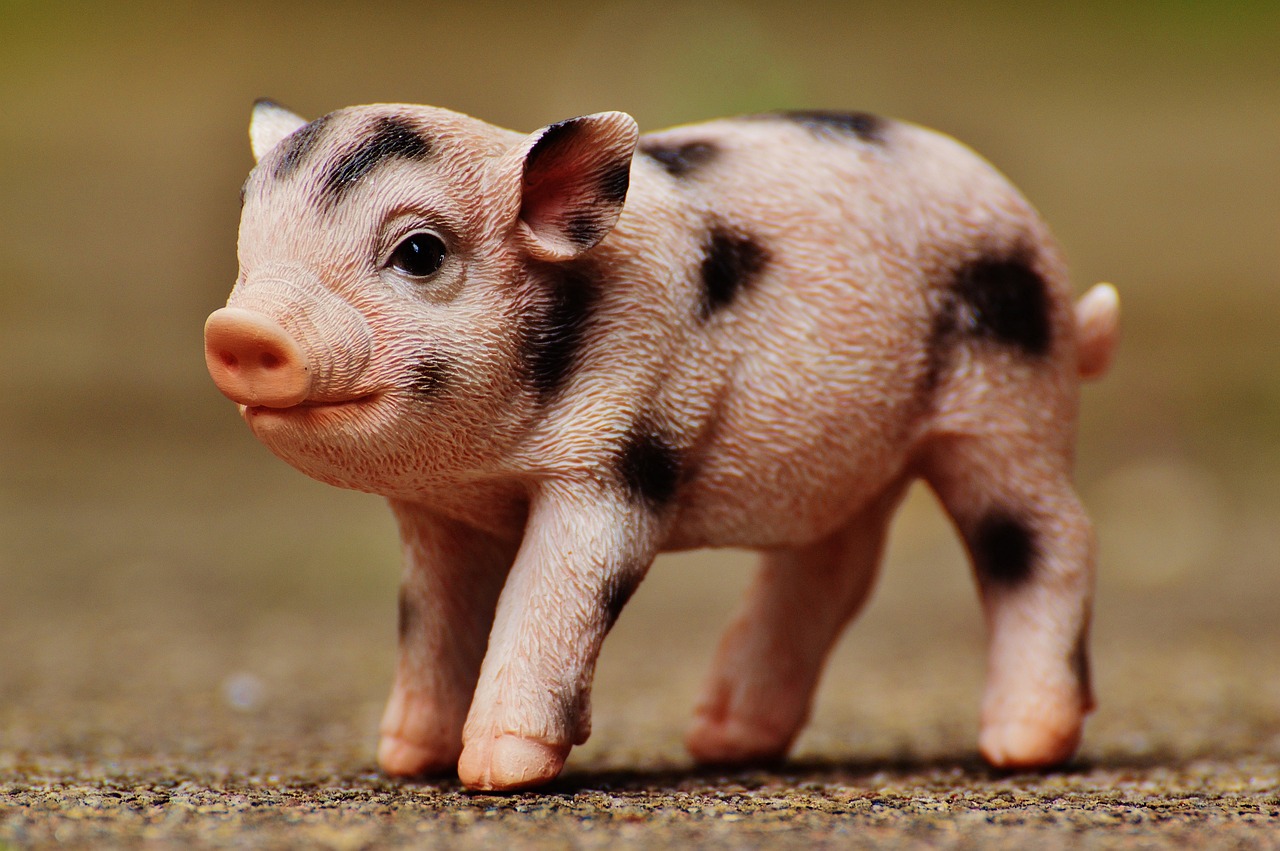 7月最新豬肉價格動態(tài)分析與預(yù)測，最新價格趨勢解析