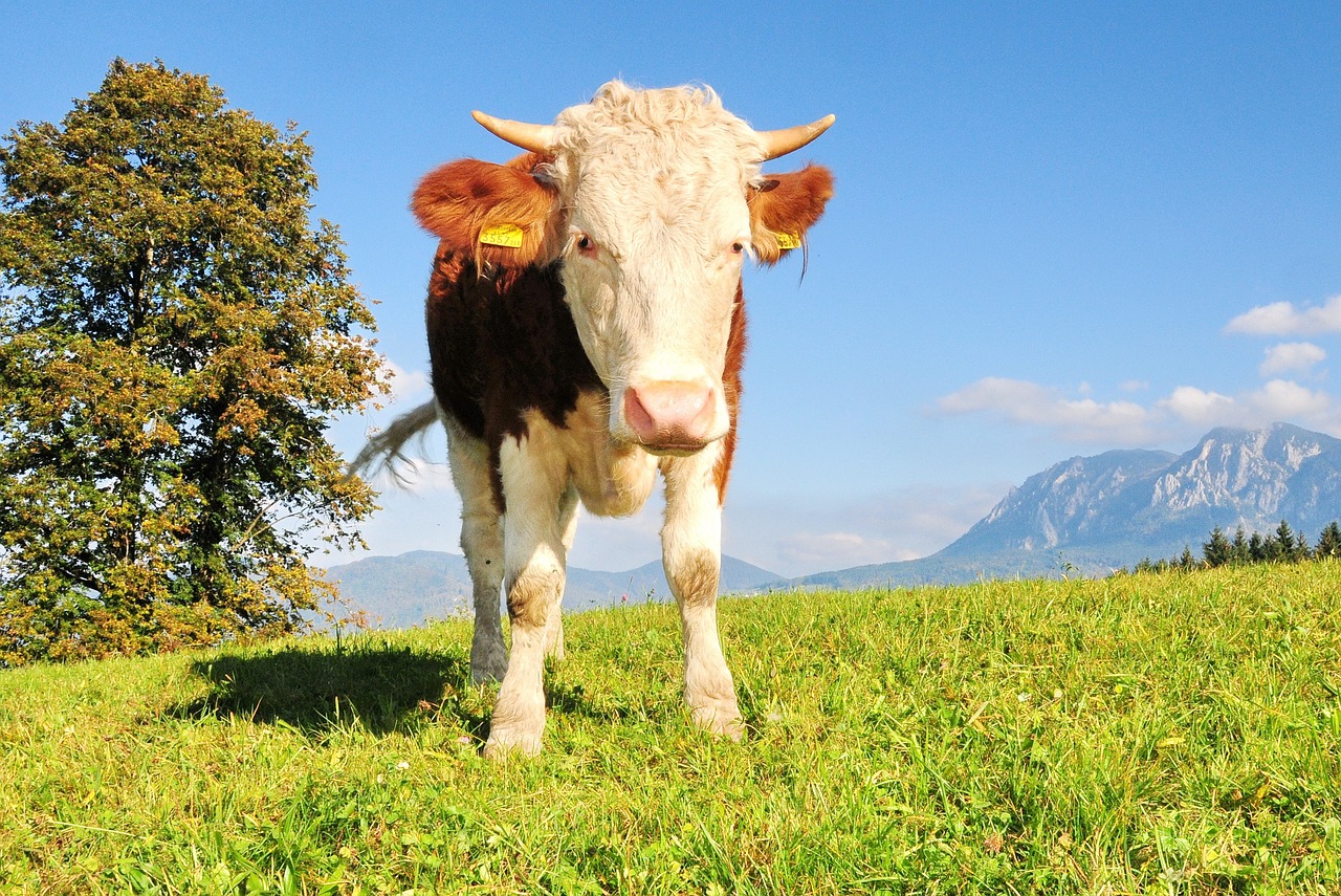 澳門(mén)正版資料大全資料生肖卡：本期推薦蛇、牛、馬、兔