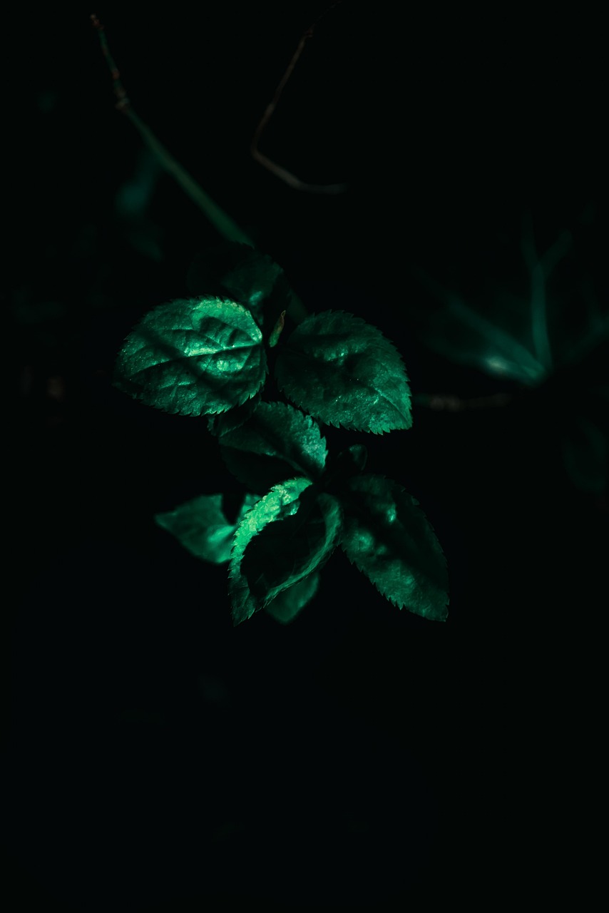 探索未知藝術(shù)世界，野畫集最新動態(tài)揭秘！