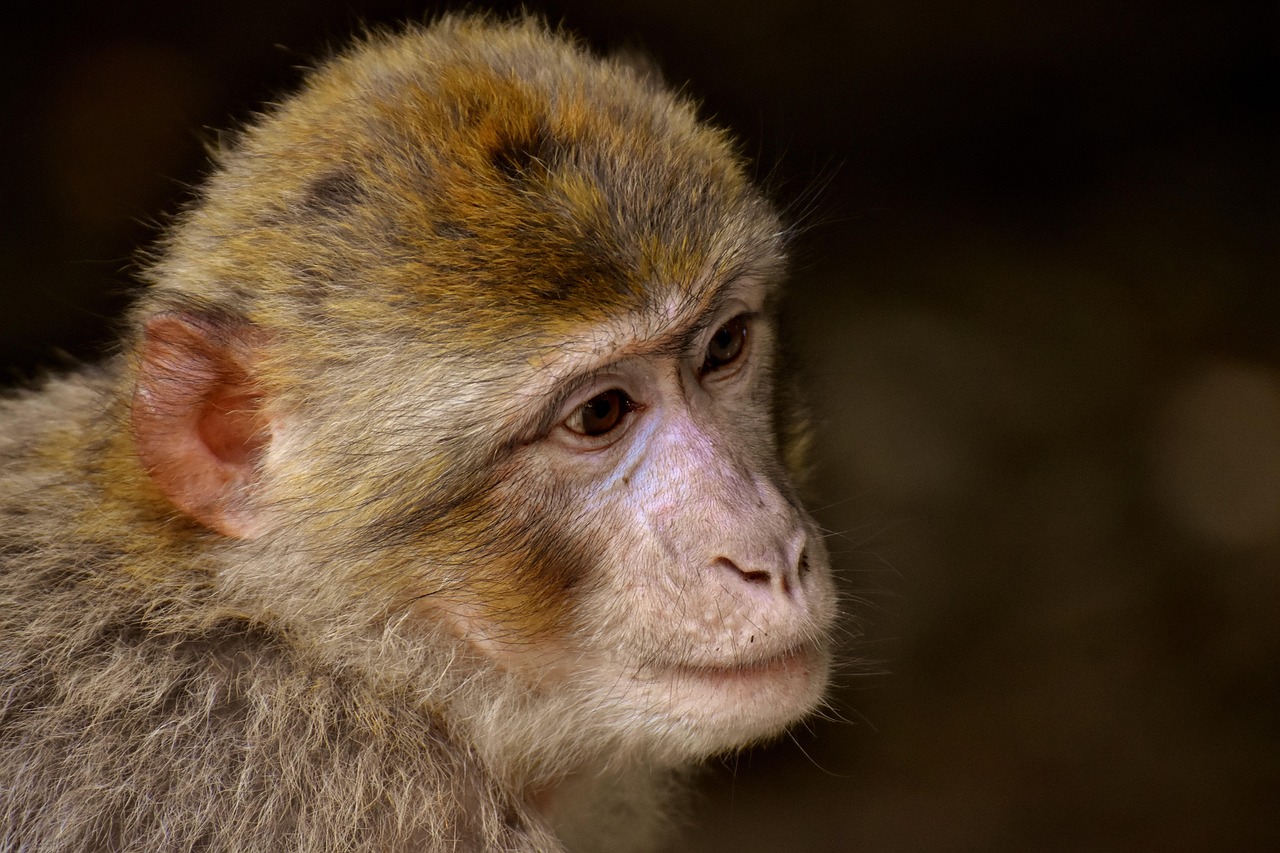 香市動(dòng)物園最新動(dòng)態(tài)及特色概述