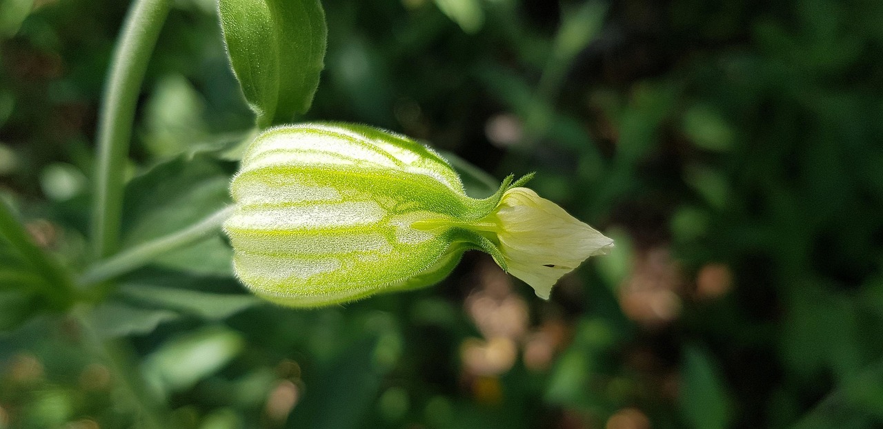 羅蘊最新動態(tài)，揭開未來無限潛能之門