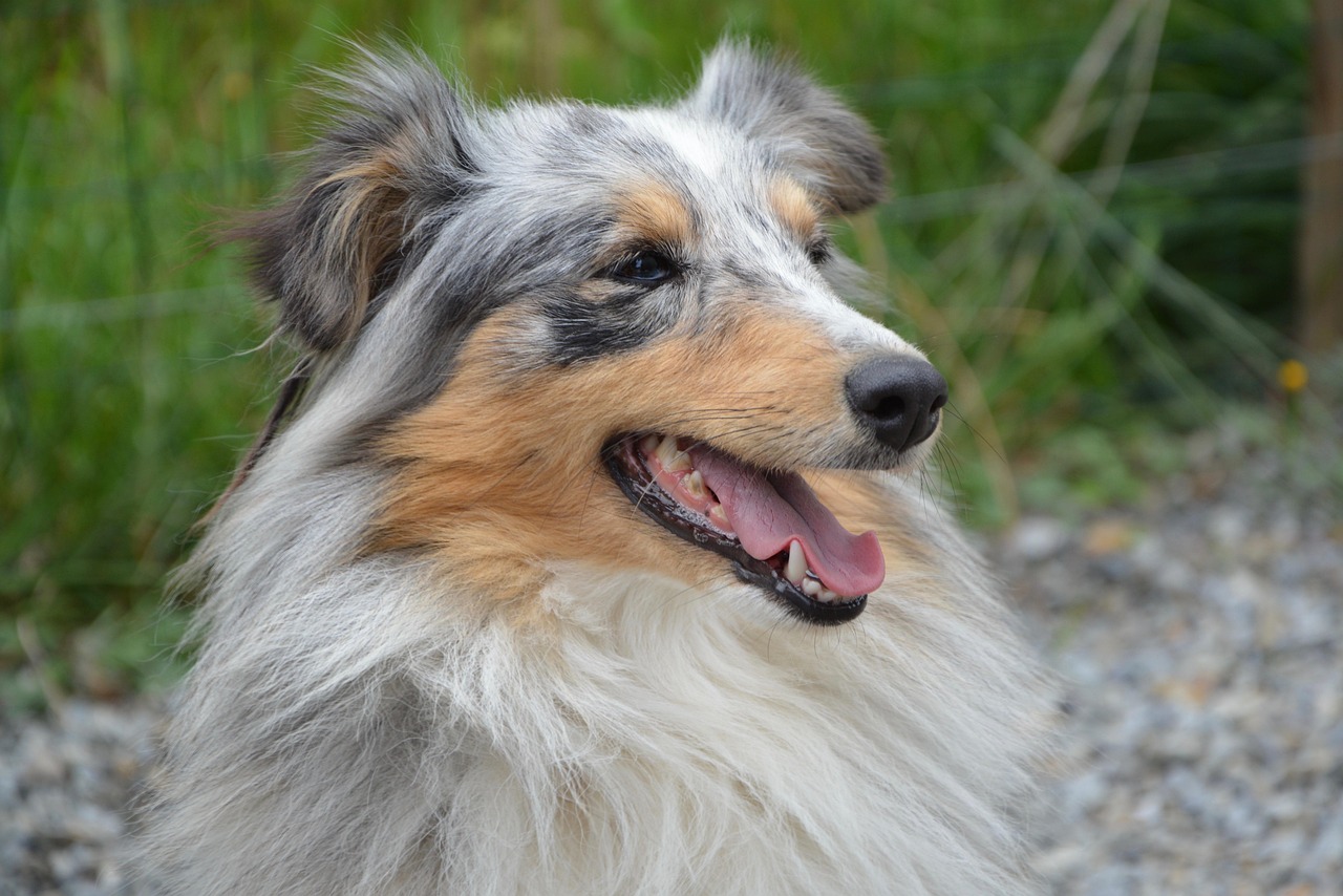 犬風(fēng)少年的熱血青春與無限可能的最新篇章