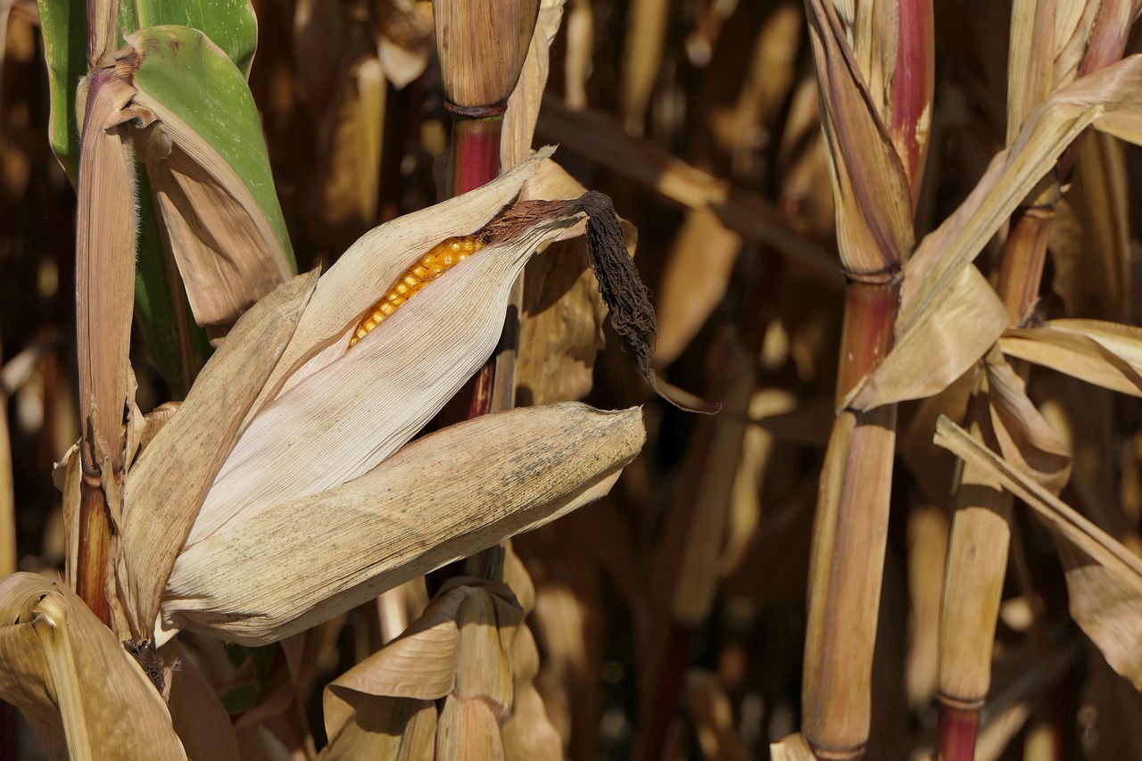 東北大白菜最新動(dòng)態(tài)及種植、管理與市場趨勢深度解析