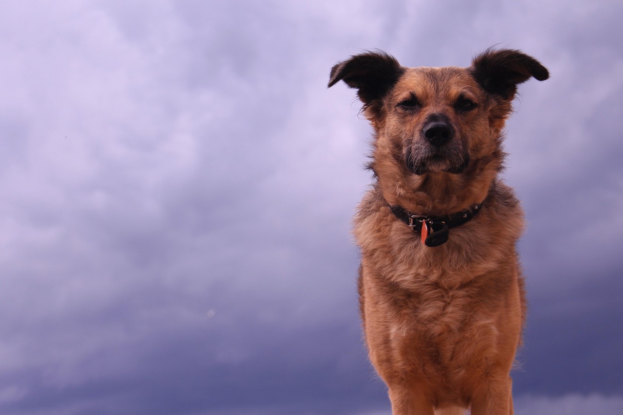 風(fēng)犬少年的天空最新下載，青春熱血的邂逅之旅