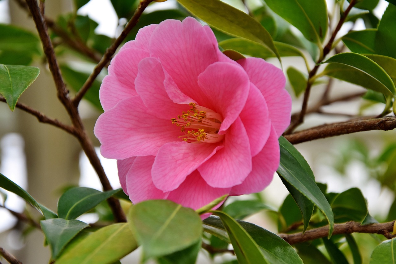 二號(hào)臺(tái)風(fēng)鸚鵡最新動(dòng)態(tài)觀察報(bào)告，實(shí)時(shí)更新與解析臺(tái)風(fēng)鸚鵡最新動(dòng)態(tài)發(fā)展